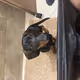 My doggo