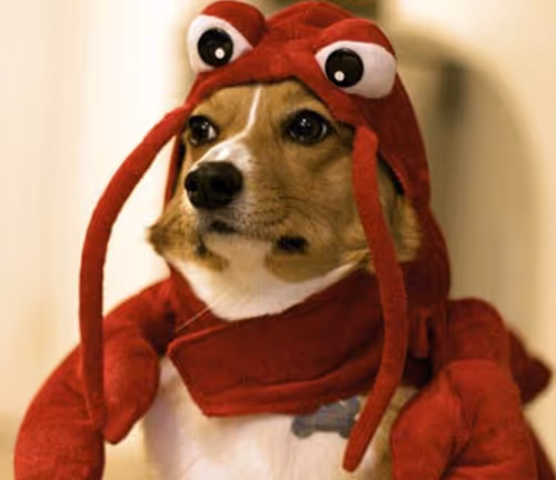 dogzorcan