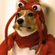 dogzorcan