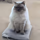 Chanel my cat