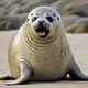 Seal Protection