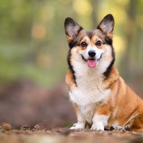 corgis