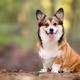 corgis
