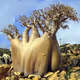 baobab