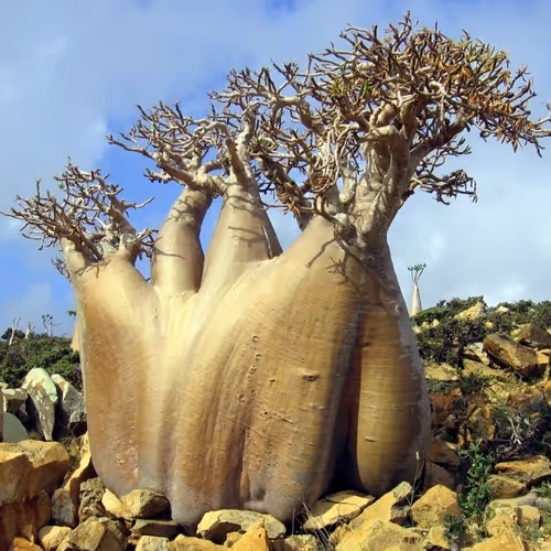baobab