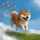 shiba!
