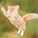 Meow