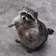 racoon