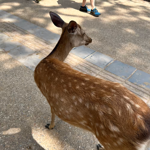 Animal