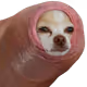 Hotdog