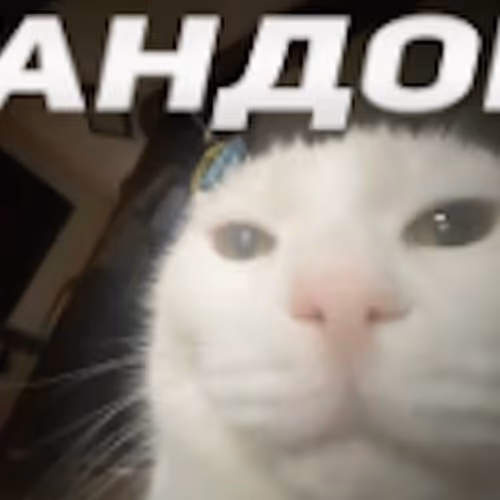 Funny Cat