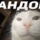 Funny Cat