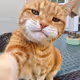 funny cat