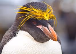 pingwins