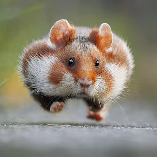 Steroid Hamster