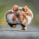 Steroid Hamster