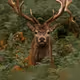 Graceful Deer Collection