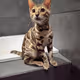 javier's cat