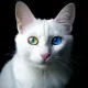 White cat