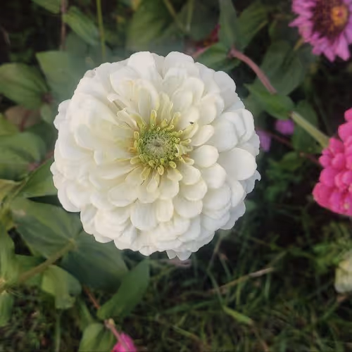 zinnia zorb