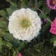 zinnia zorb