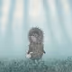 Hedgehog