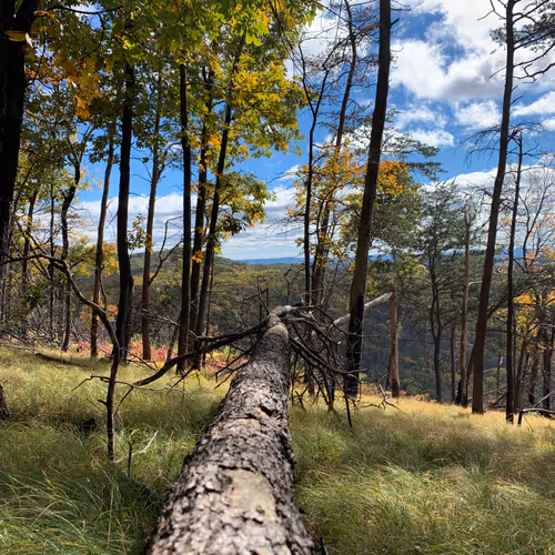 Outside Adventures with trees and stuff