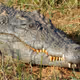 croc