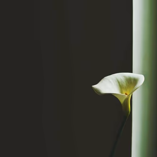 Wheels Regardless Bills