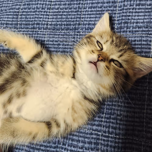 cuuute cat