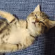 cuuute cat