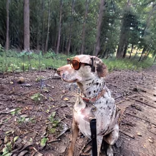 Catahoula Cool-020