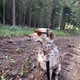 Catahoula Cool-020