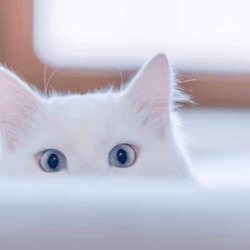 save cats