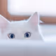 save cats