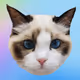 Taylor  Cat