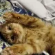 kitty