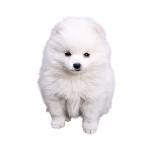 Sad Dog