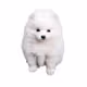 Sad Dog