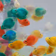 fishes