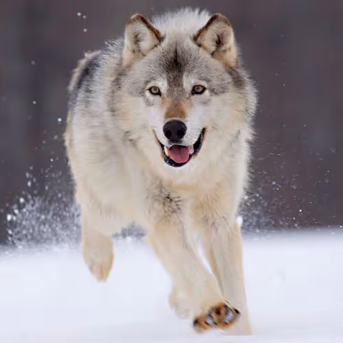 a wolf