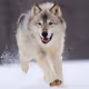 a wolf
