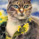 狸花猫
