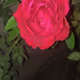 zora rose collection