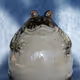 Fat frogs collection