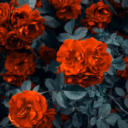 Red Roses