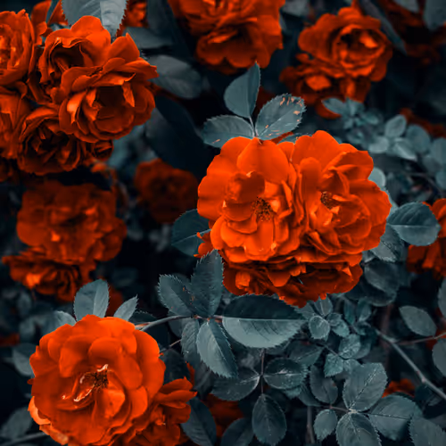 Red Roses