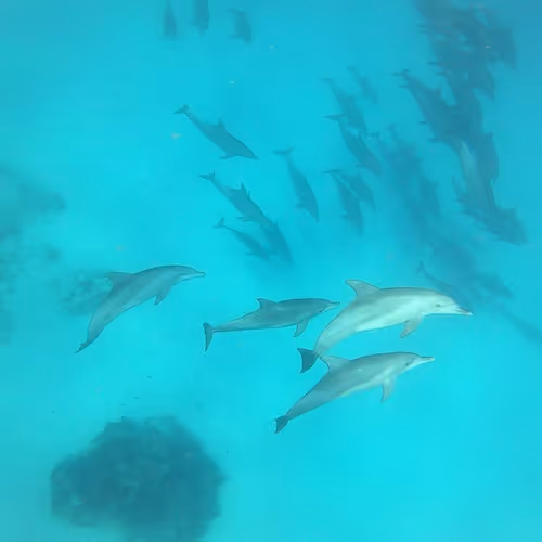 Dolphin