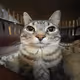 Meow