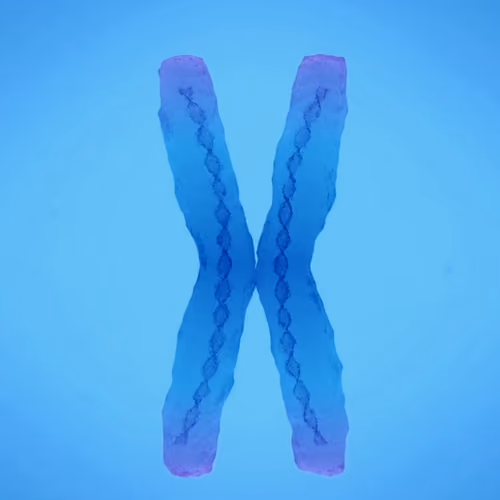 BASED DNA